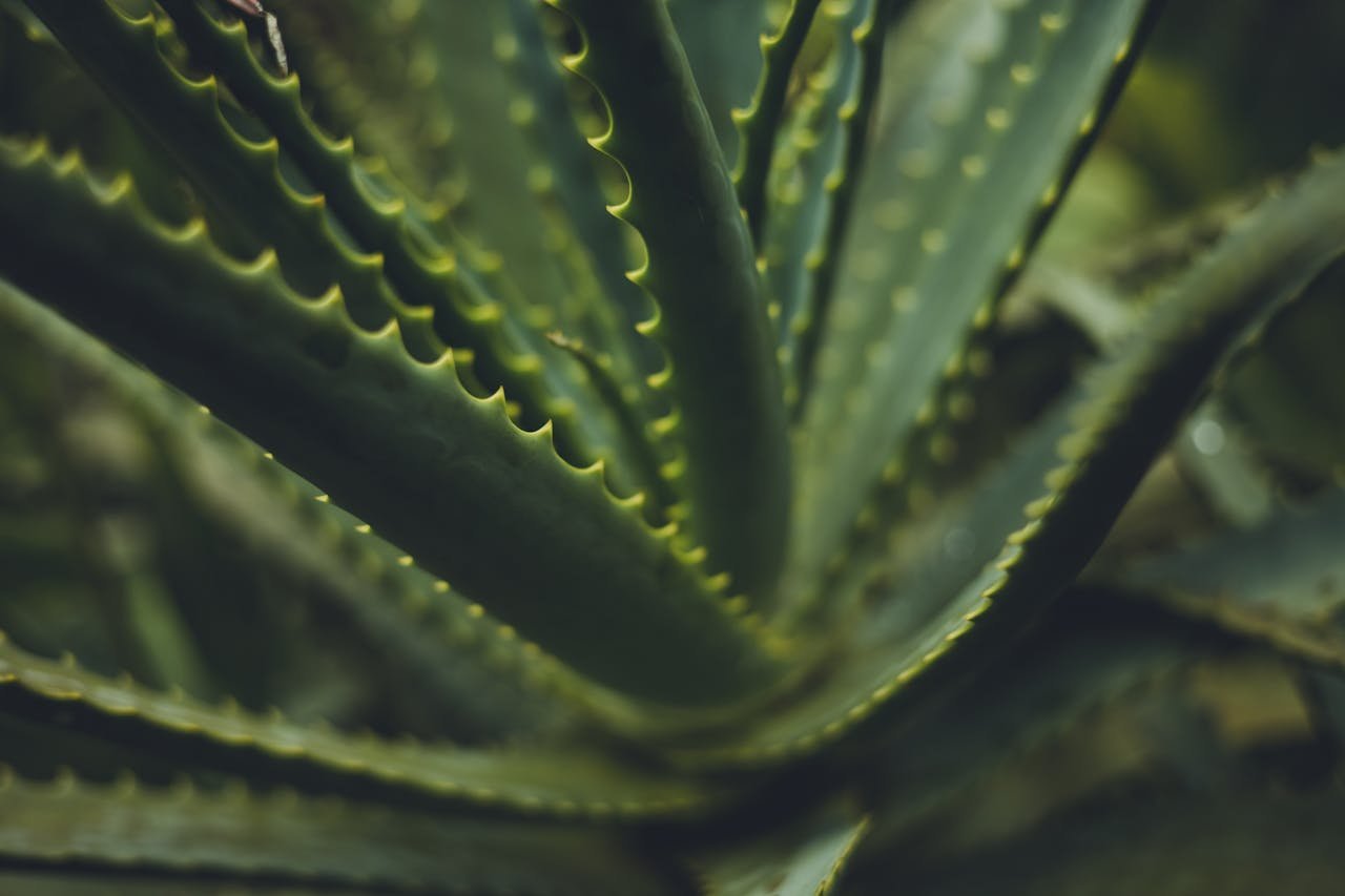 Close-up view of a green aloe vera plant with spiky leaves capturing natural beauty.