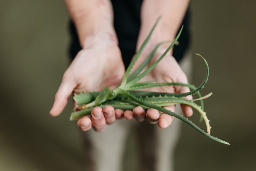 green-plant-on-persons-hand-9507041 Close-up of hands gently holding a fresh aloe vera plant with a green background.