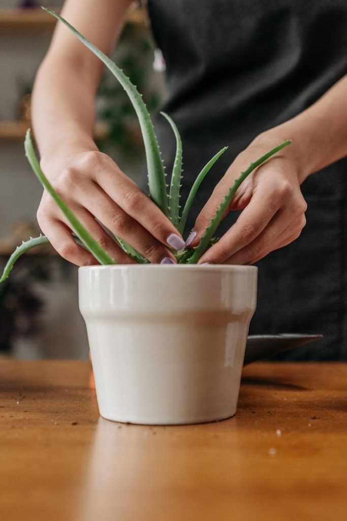 person-holding-green-plant-in-white-ceramic-pot-9507268 Close-up of a woman tending to an aloe vera plant in a white pot indoors.
